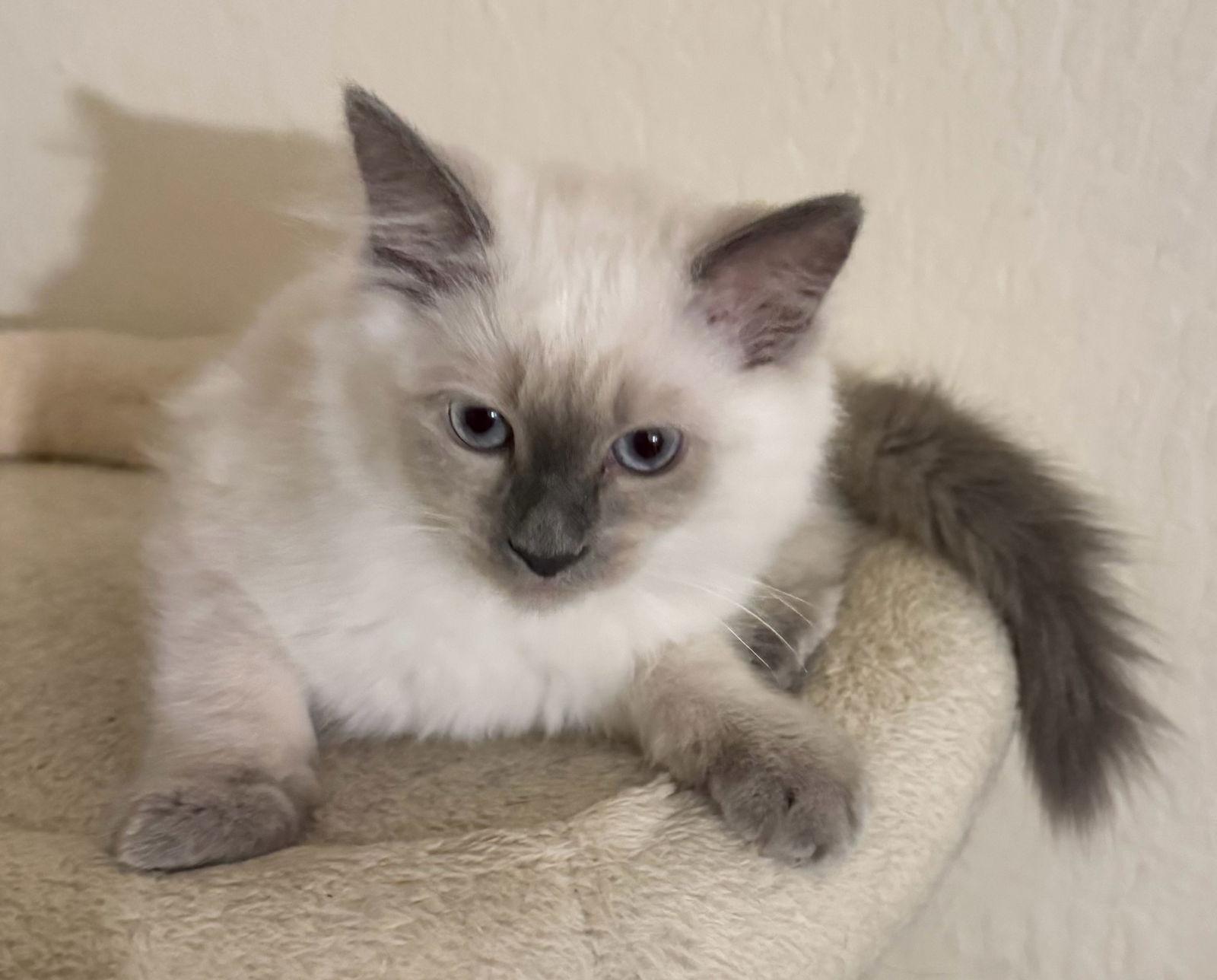 Enlarge Snowball, a Adoptable Siamese in Vacaville, CA image 1/3