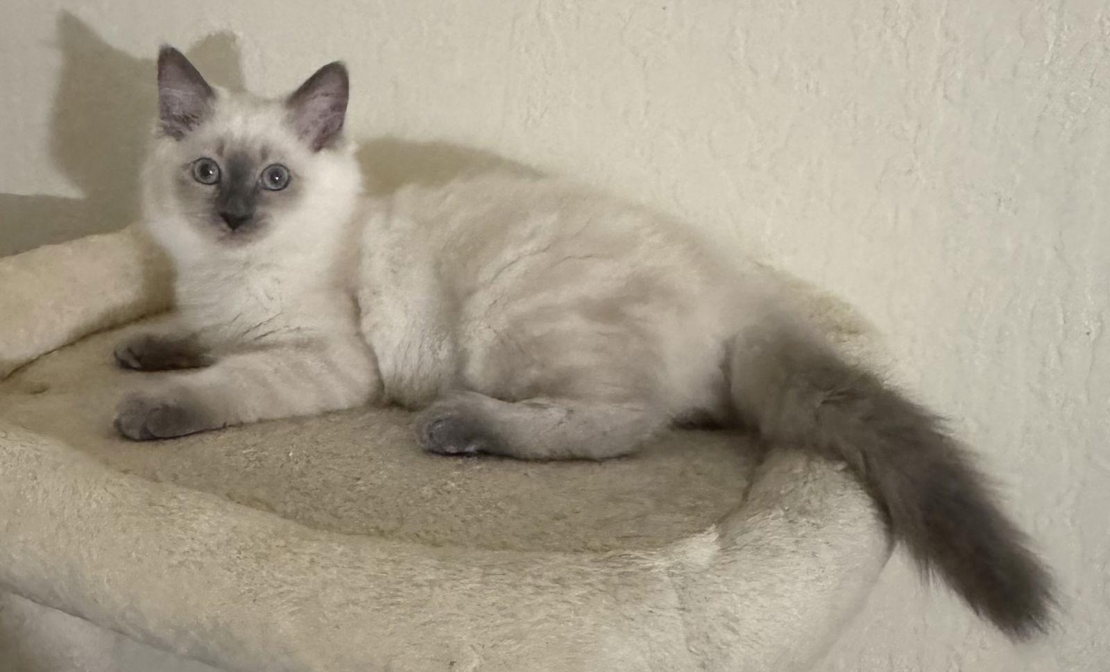 Enlarge Snowball, a Adoptable Siamese in Vacaville, CA image 2/3