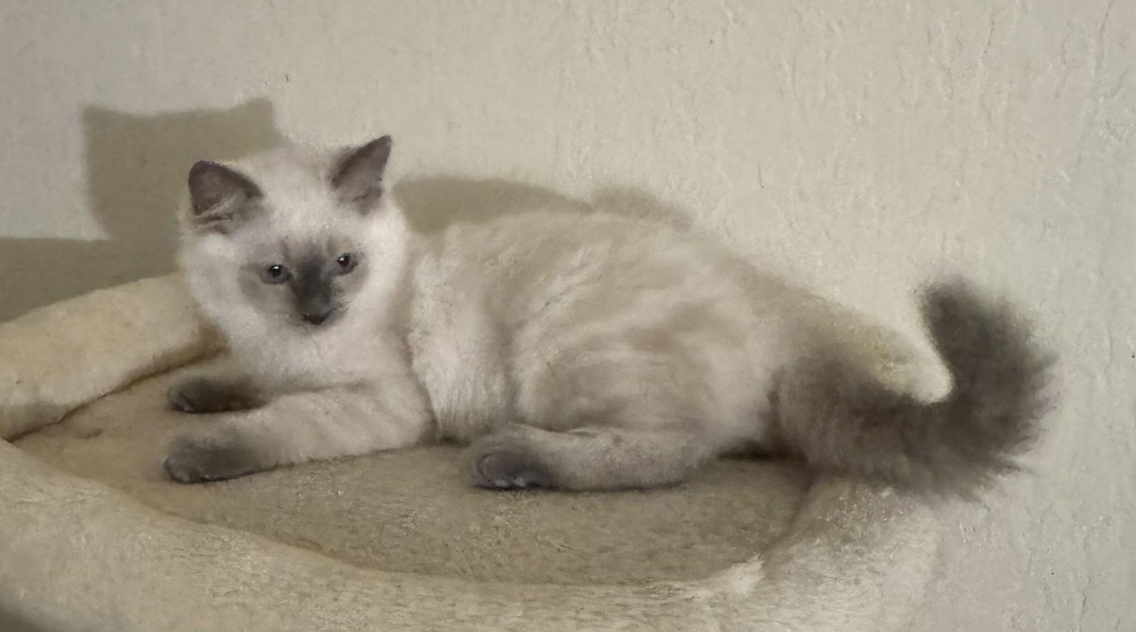 Enlarge Snowball, a Adoptable Siamese in Vacaville, CA image 3/3