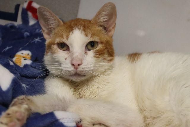 REN*, Adoptable, Senior Female Domestic Short Hair.