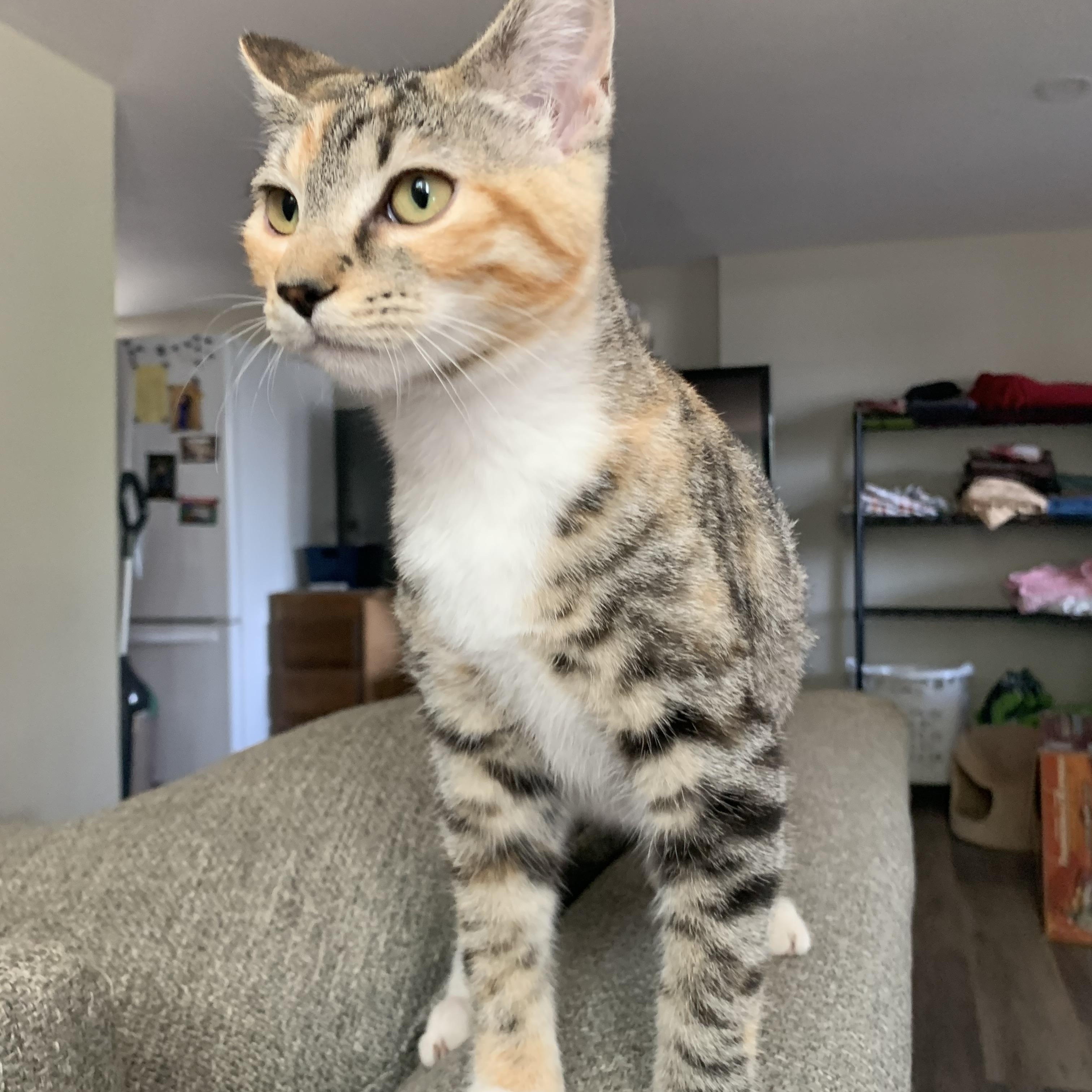 Elena, a ADOPTABLE mixed breed in Selah, WA image 3/4