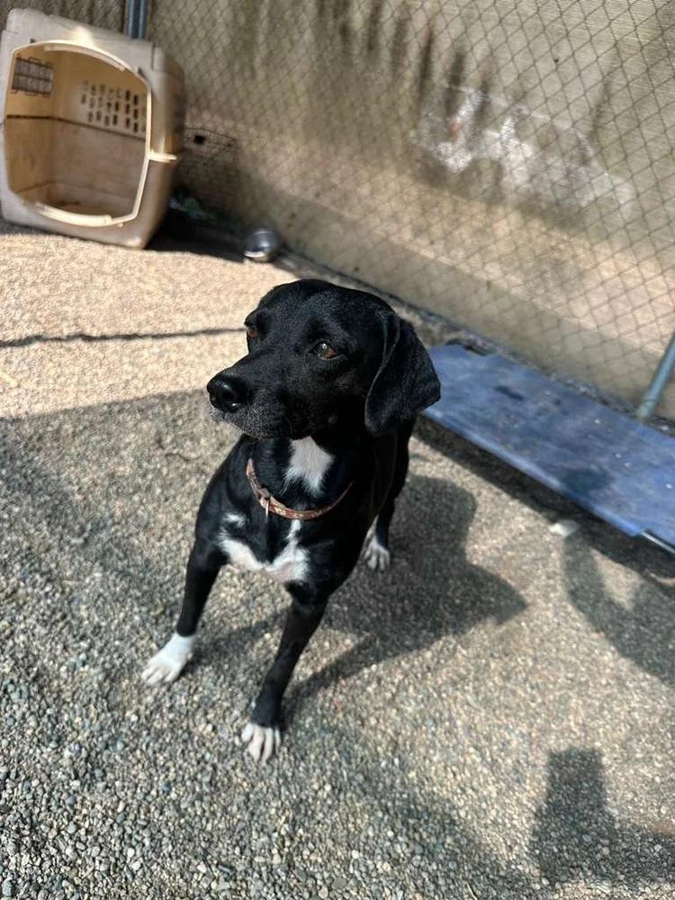 Enlarge Doris, a Adoptable mixed breed in Sacramento, CA image 3/6