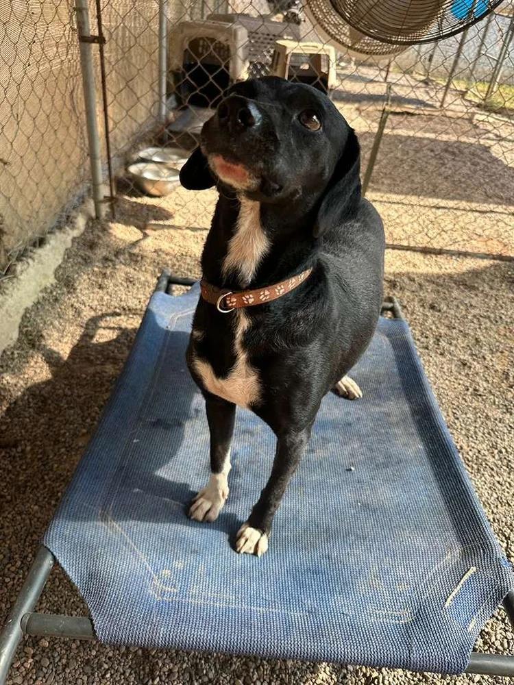 Enlarge Doris, a Adoptable mixed breed in Sacramento, CA image 5/6