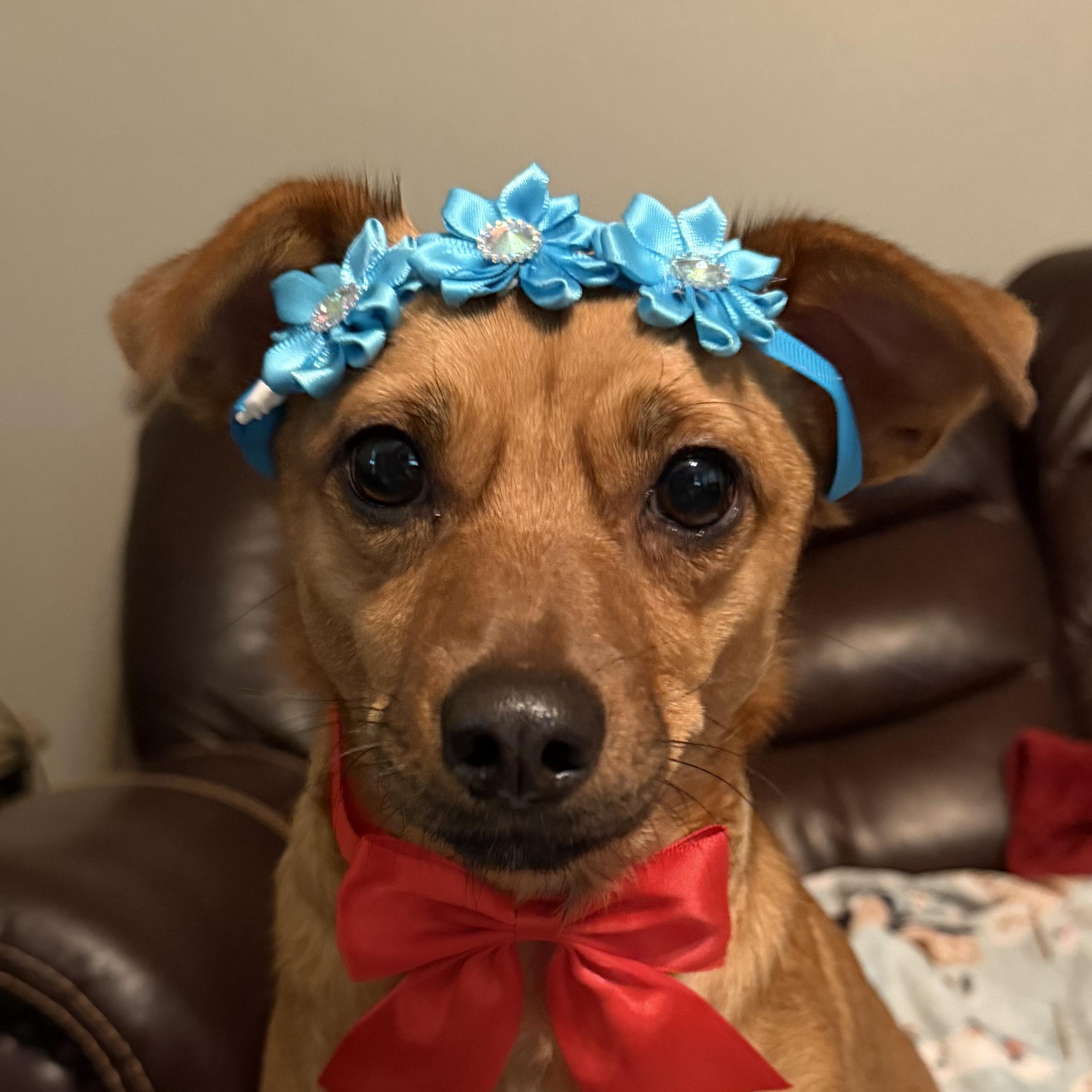 Lucy, ADOPTABLE, Adult Female Dachshund.