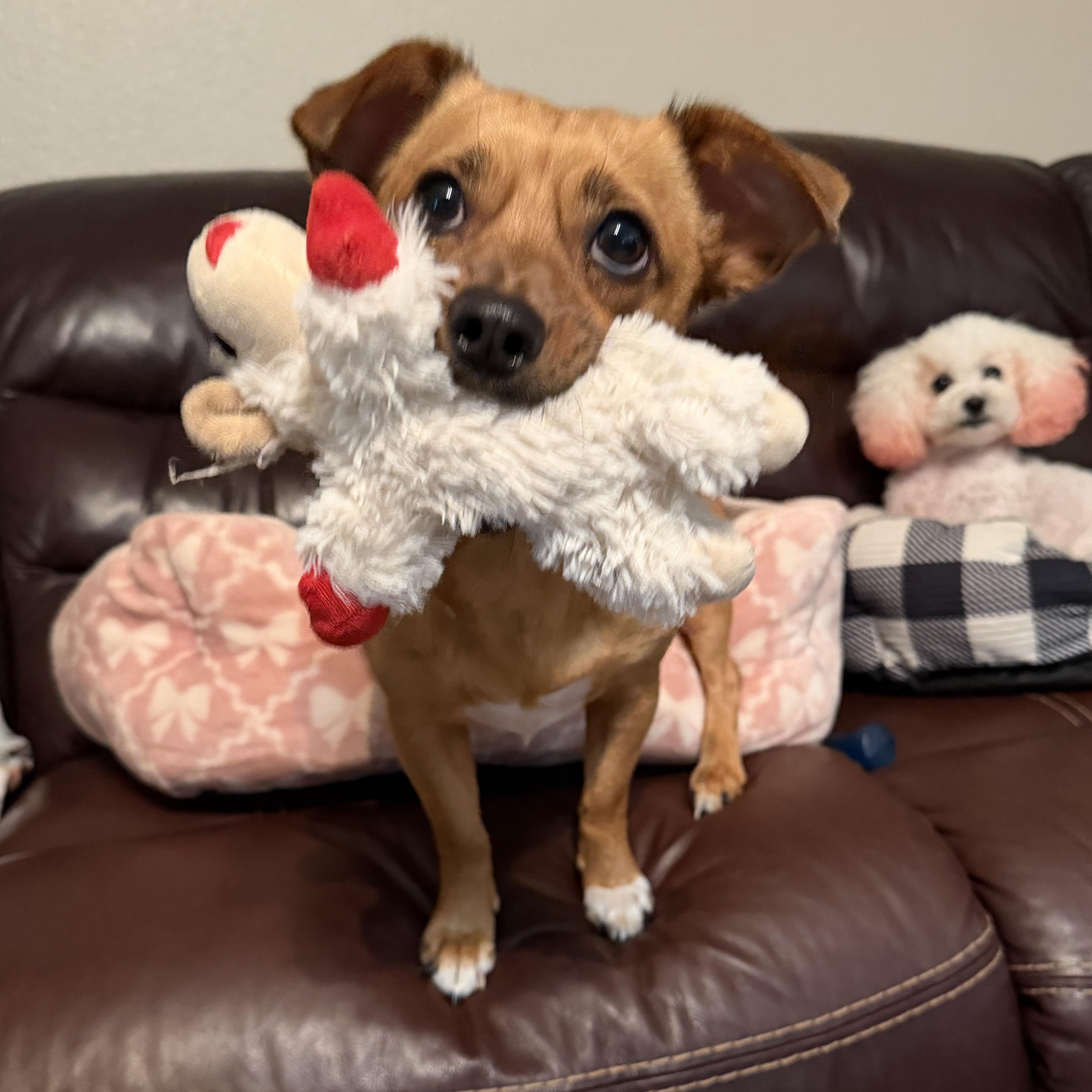 Enlarge Lucy, a ADOPTABLE mixed breed in Bulverde, TX image 3/6