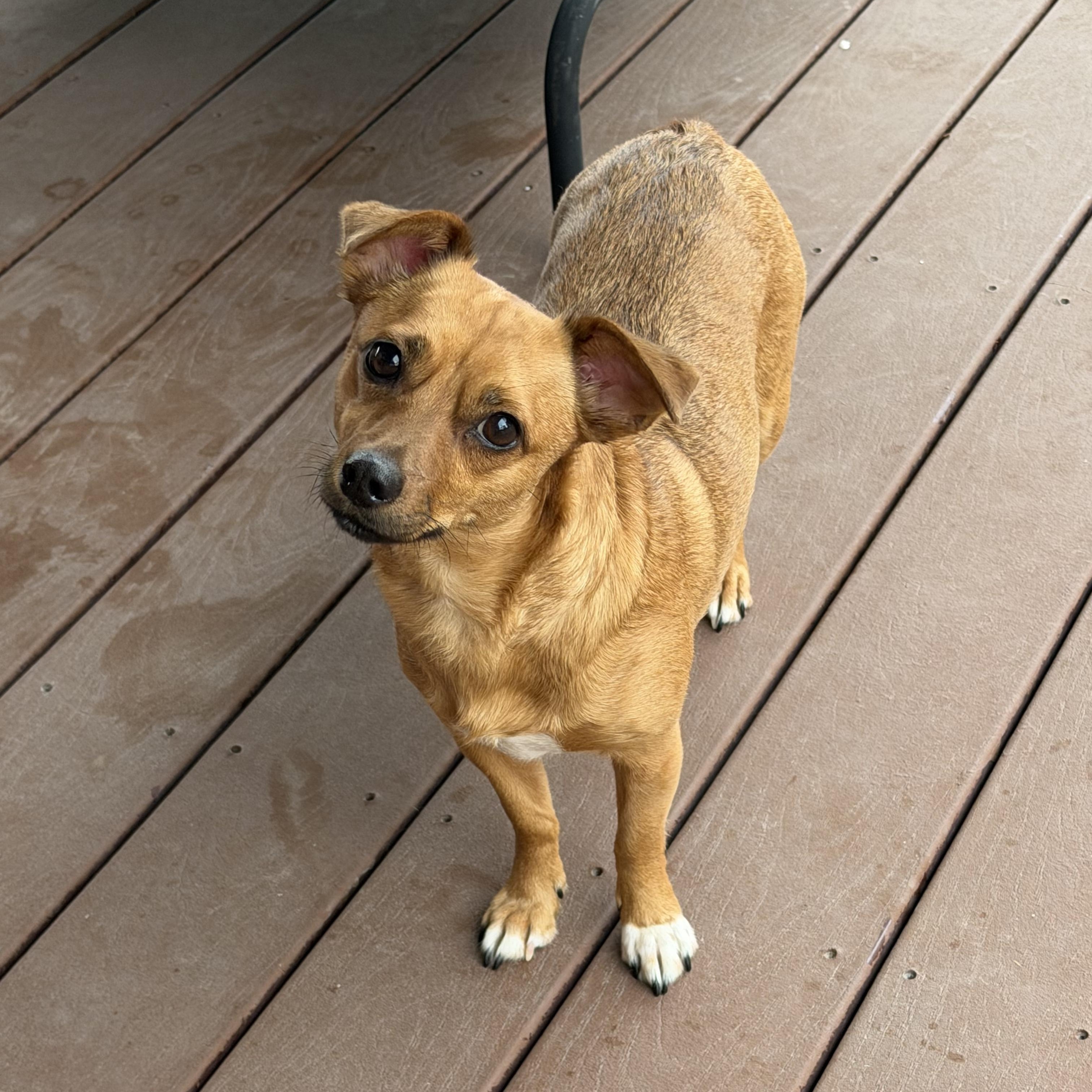 Enlarge Lucy, a ADOPTABLE mixed breed in Bulverde, TX image 4/6