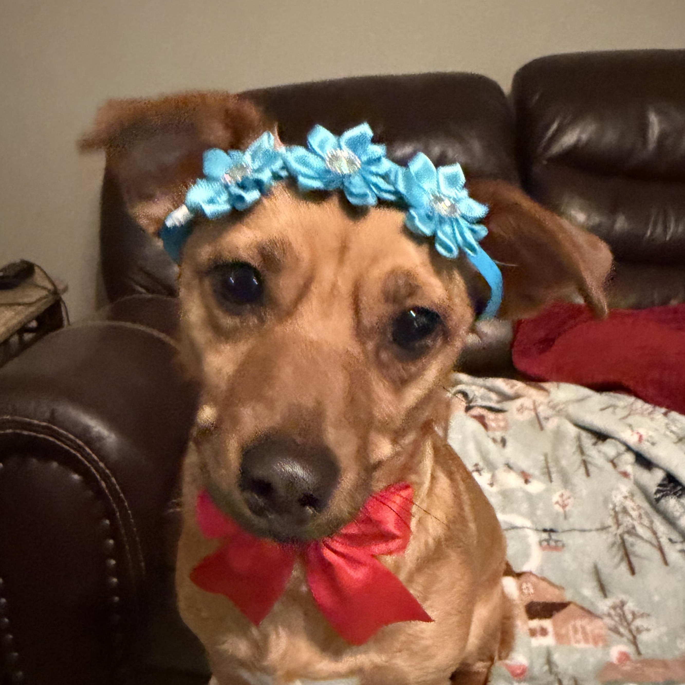 Enlarge Lucy, a ADOPTABLE mixed breed in Bulverde, TX image 5/6
