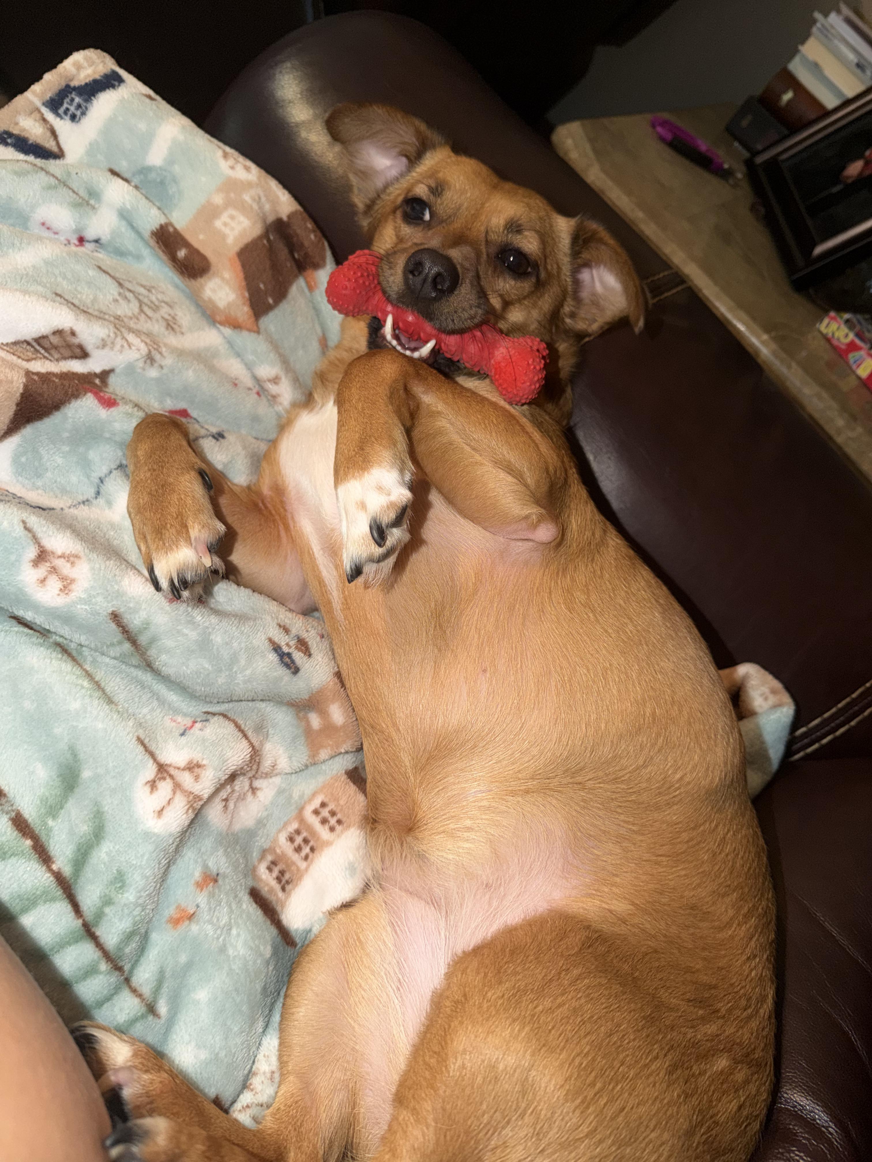 Enlarge Lucy, a ADOPTABLE mixed breed in Bulverde, TX image 6/6