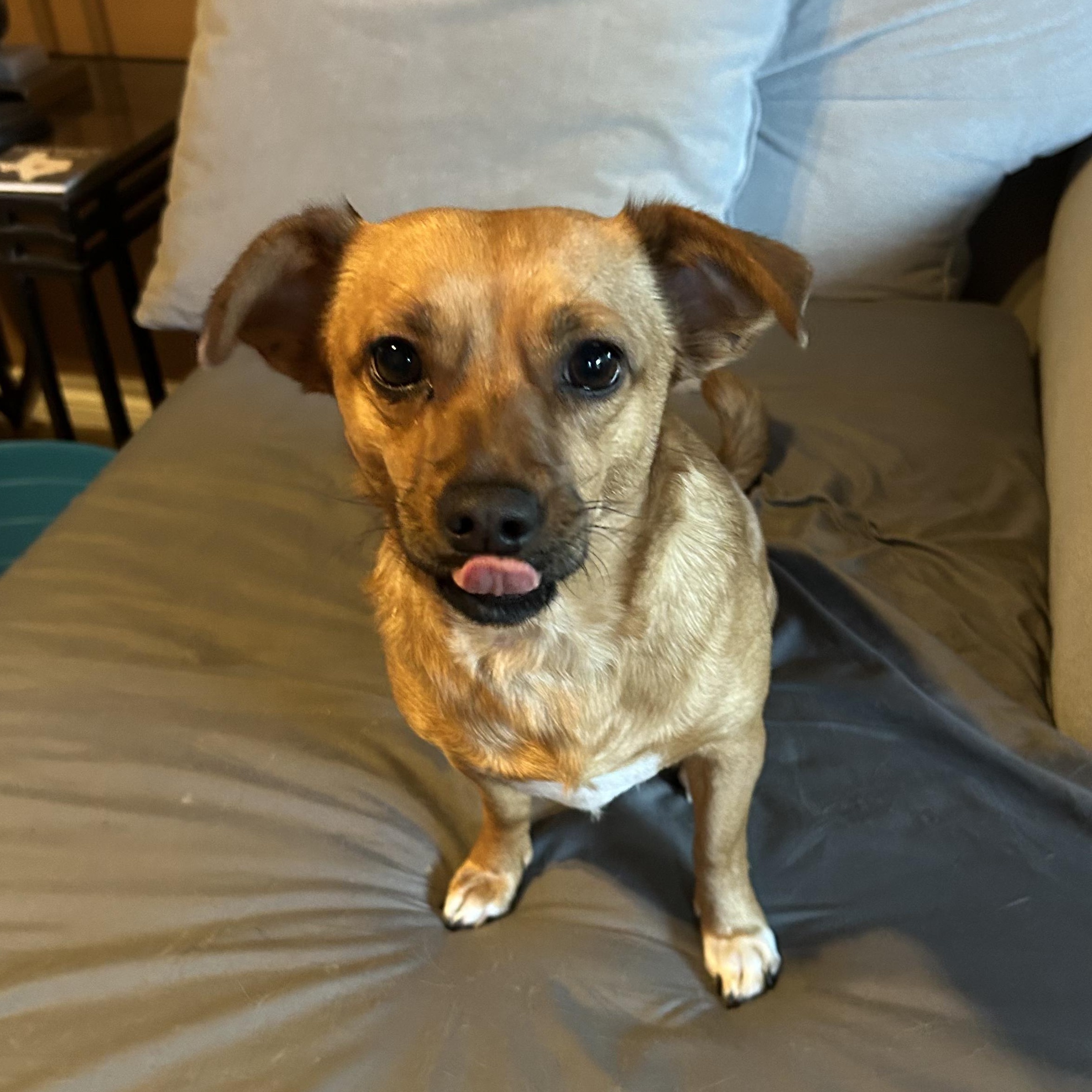 Enlarge Lucy, a ADOPTABLE mixed breed in Bulverde, TX image 2/6