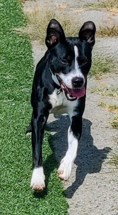 Enlarge Ollie, a Adoptable mixed breed in Gainesville, GA image 2/2