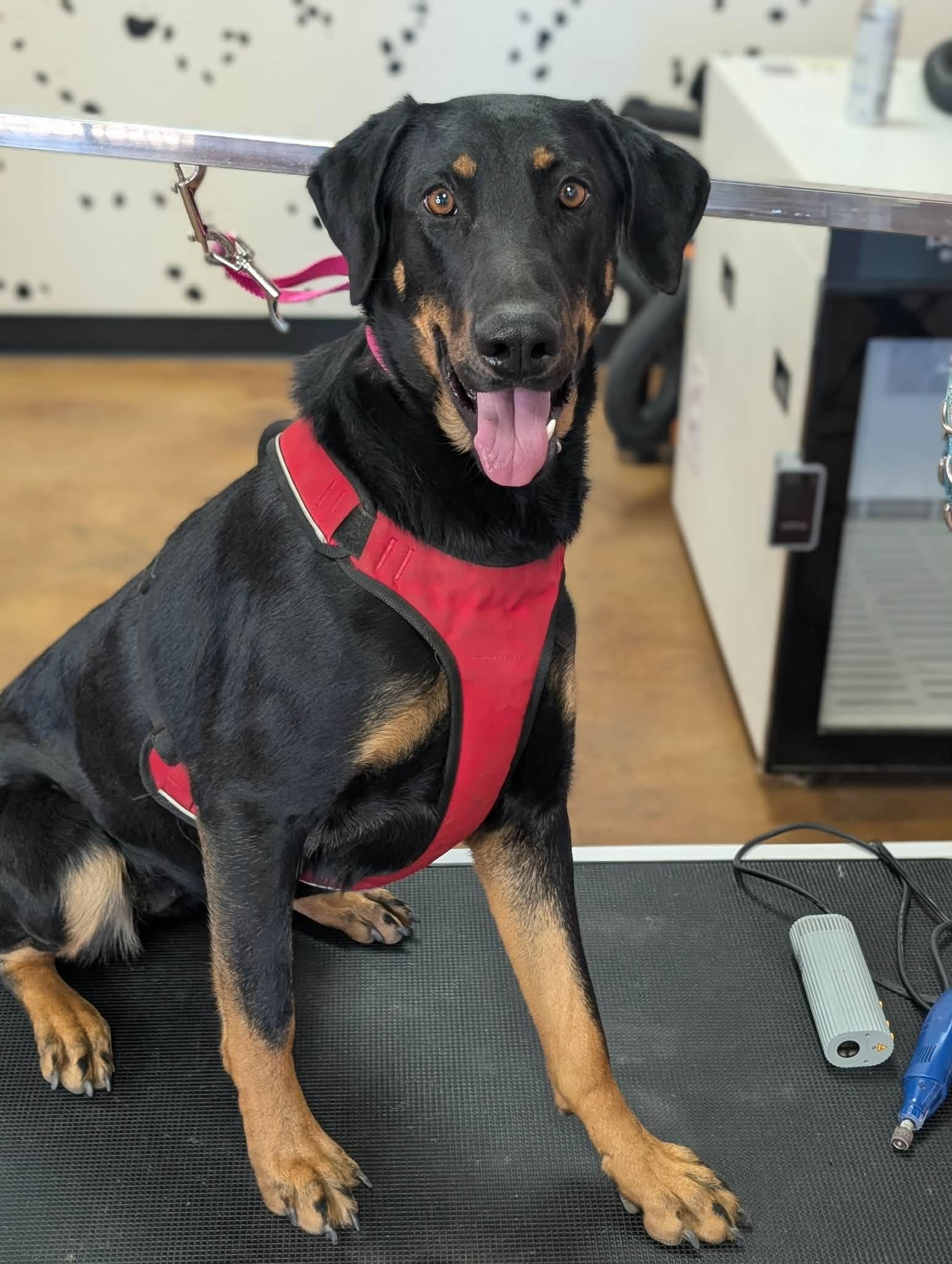 Enlarge Linda, a ADOPTABLE Doberman Pinscher in Van Nuys, CA image 4/4
