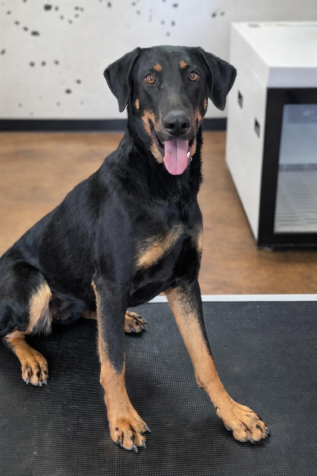 Enlarge Linda, a ADOPTABLE Doberman Pinscher in Van Nuys, CA image 1/4