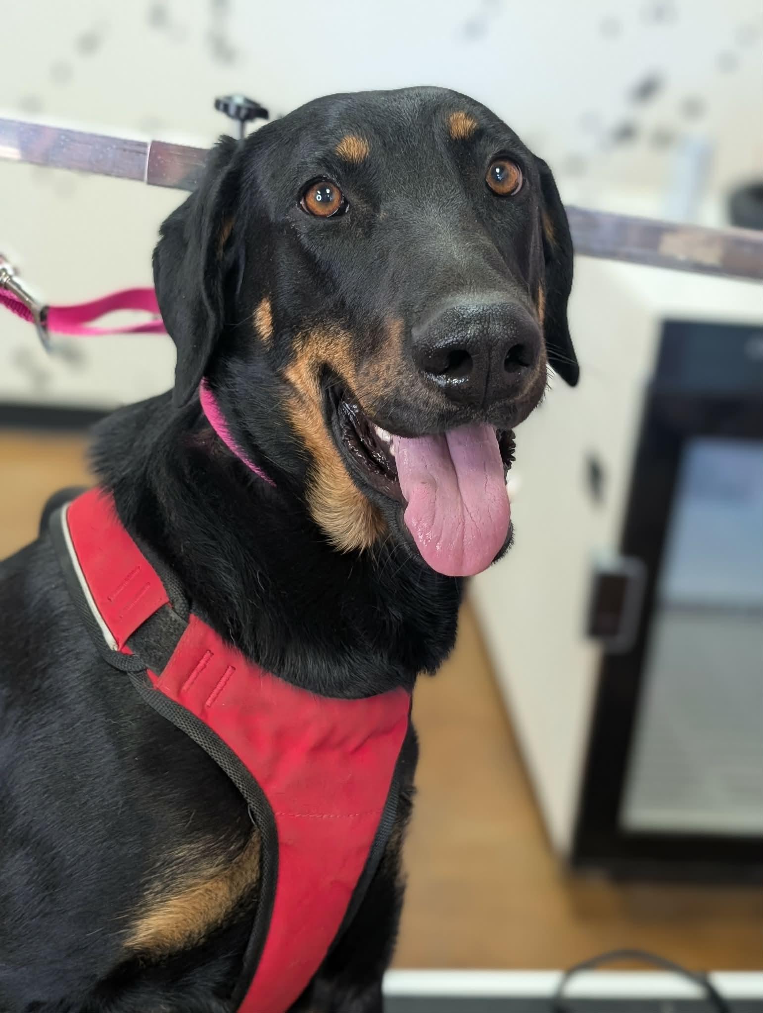 Enlarge Linda, a ADOPTABLE Doberman Pinscher in Van Nuys, CA image 2/4