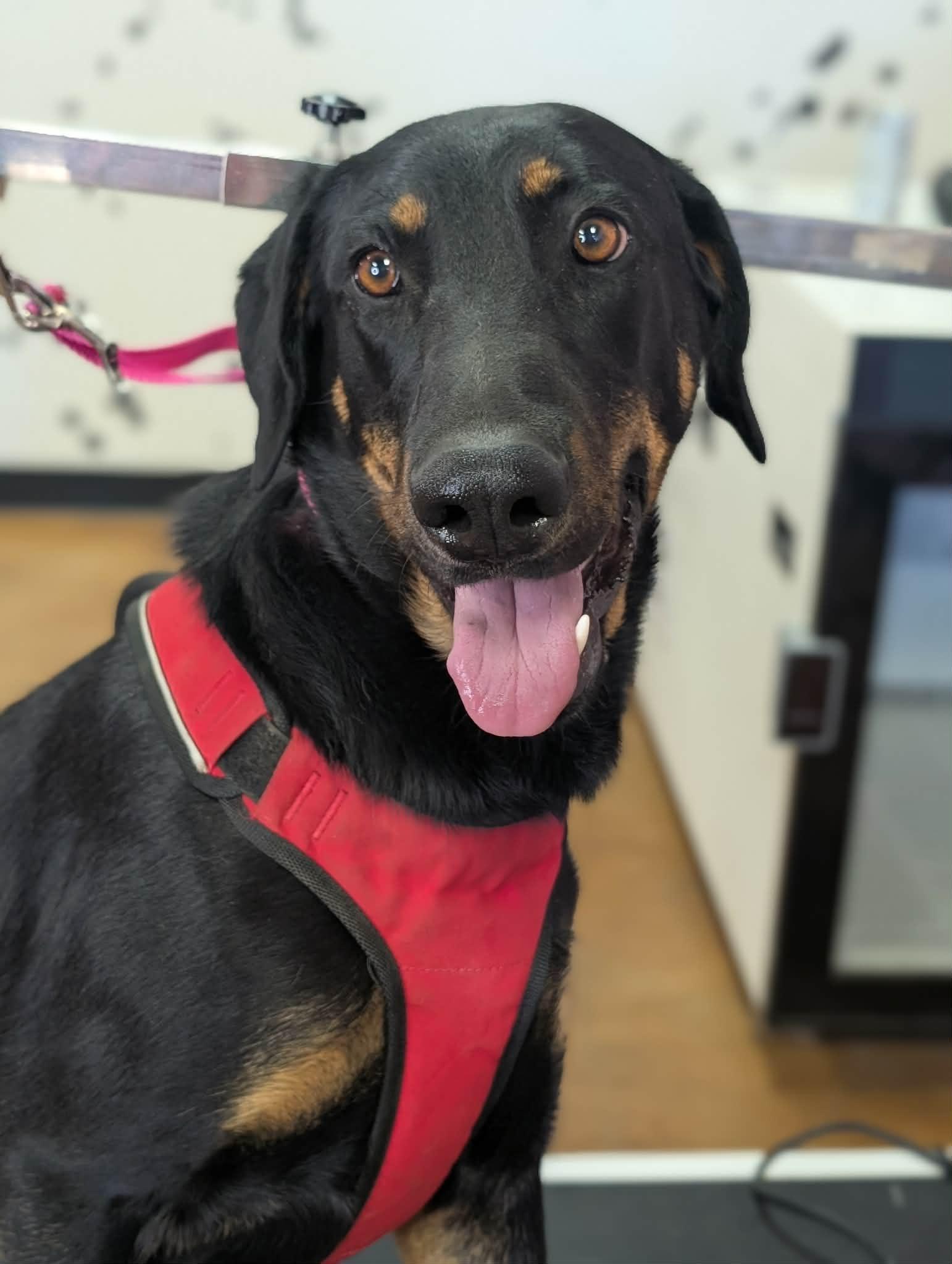 Enlarge Linda, a ADOPTABLE Doberman Pinscher in Van Nuys, CA image 3/4