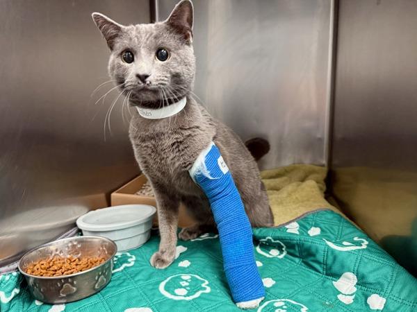 Noel — thumbnail 2