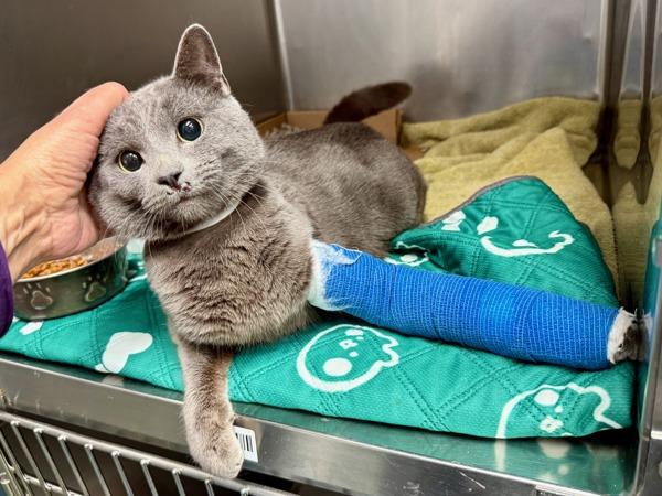 Noel — thumbnail 3