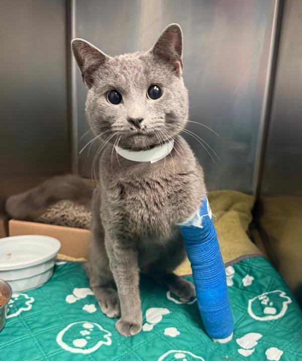 Noel — thumbnail 4