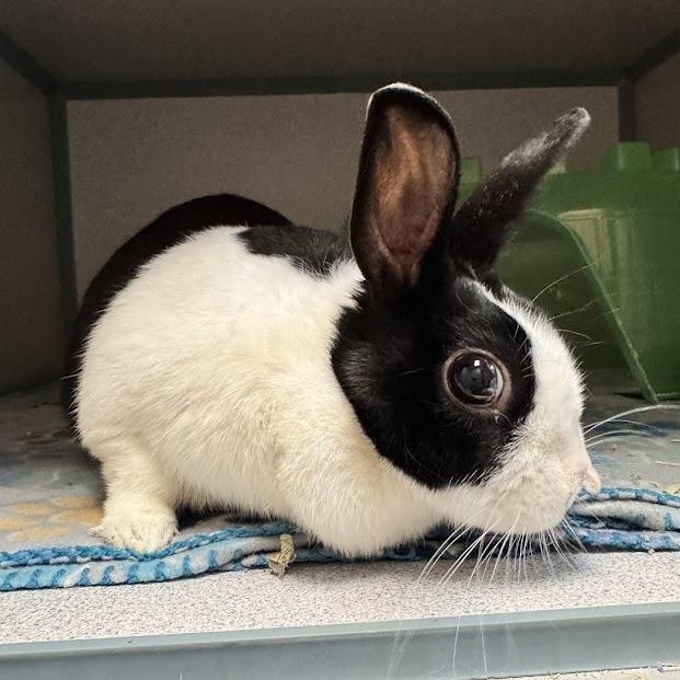 Enlarge Bun Bun, an adopted Dutch in Waterloo, IA image 1/4