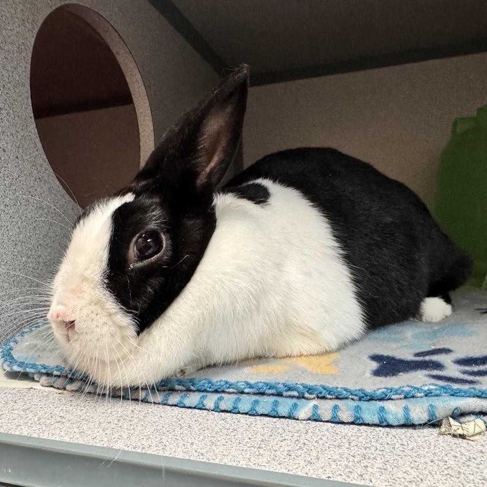 Enlarge Bun Bun, an adopted Dutch in Waterloo, IA image 4/4
