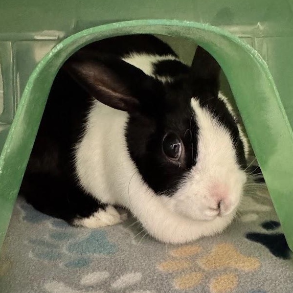 Enlarge Bun Bun, an adopted Dutch in Waterloo, IA image 2/4