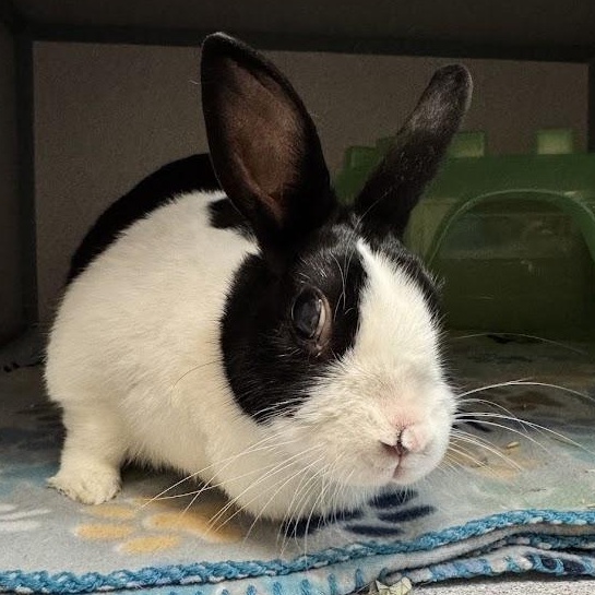 Enlarge Bun Bun, an adopted Dutch in Waterloo, IA image 3/4
