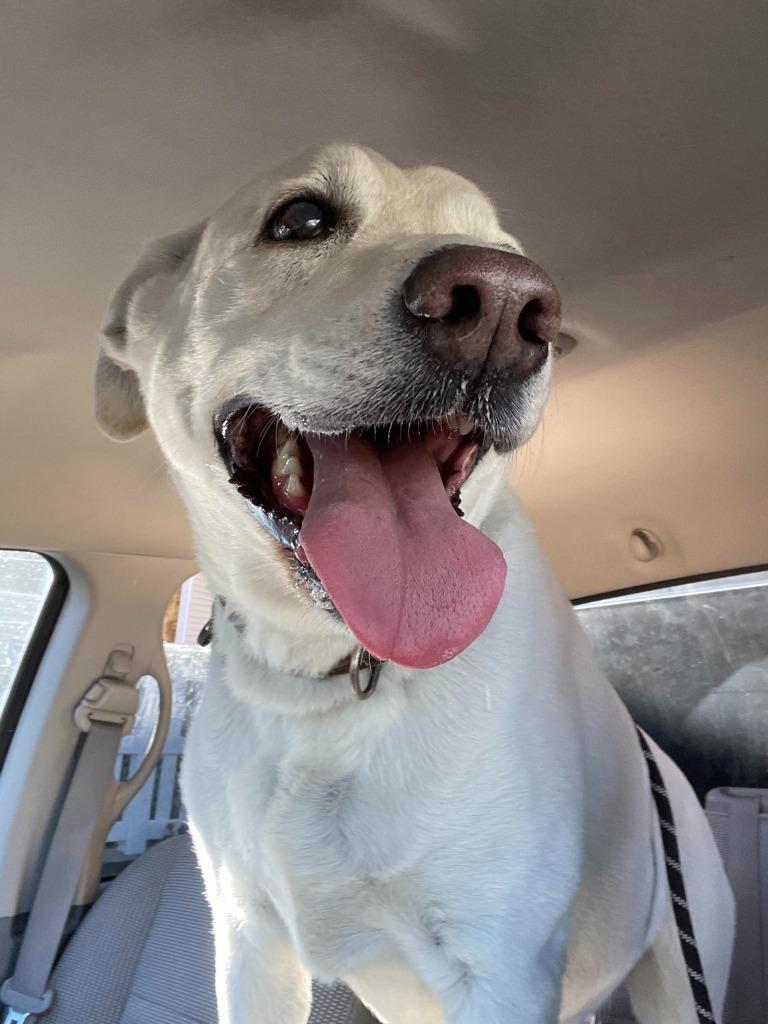 Marlie, Adoptable, Senior Male Labrador Retriever.