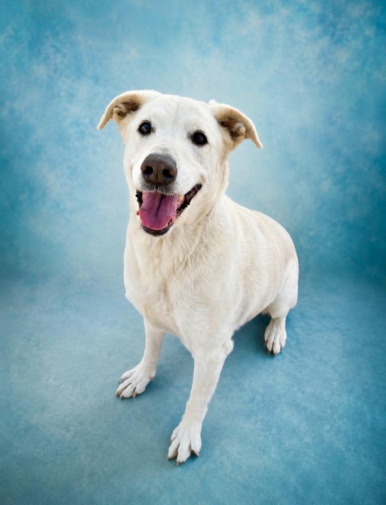 Marlie, a Adoptable Labrador Retriever in Rock Springs, WY image 2/2