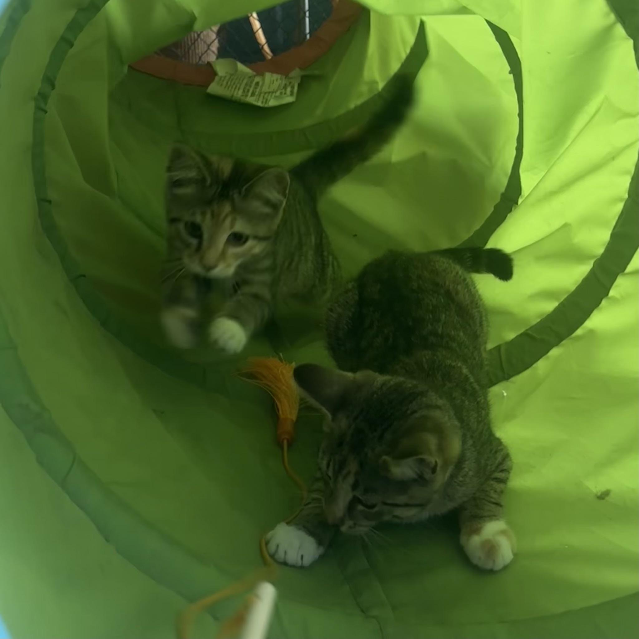 Olive, a ADOPTABLE Torbie in Waynesburg, PA image 5/6