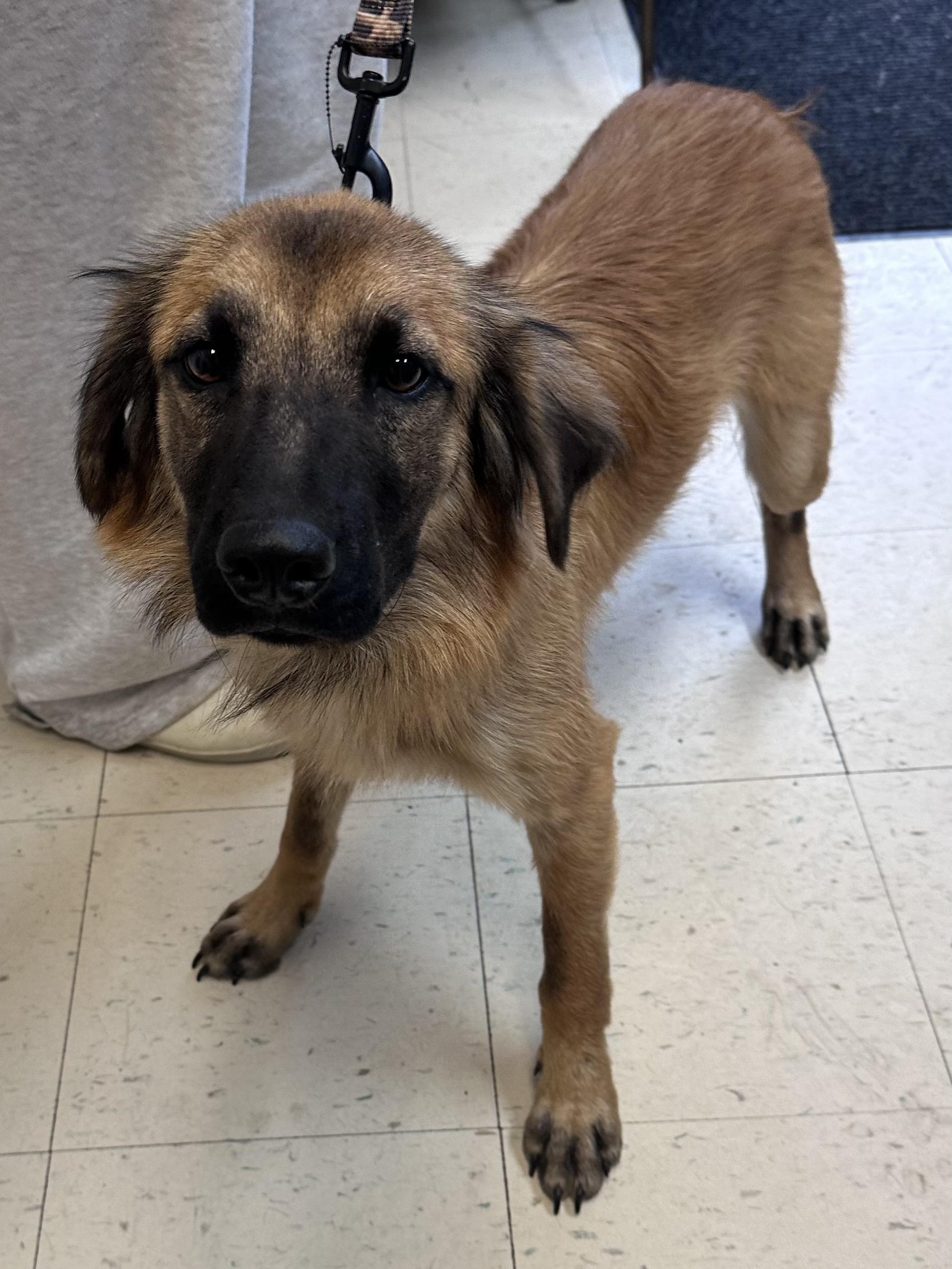 Enlarge Sam J, a Adoptable mixed breed in Dyersburg, TN image 2/2