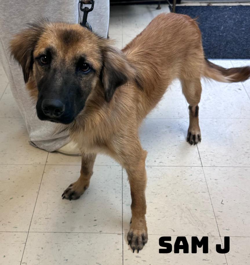 Sam J, Adoptable, Young Male German Shepherd Dog & Labrador Retriever.