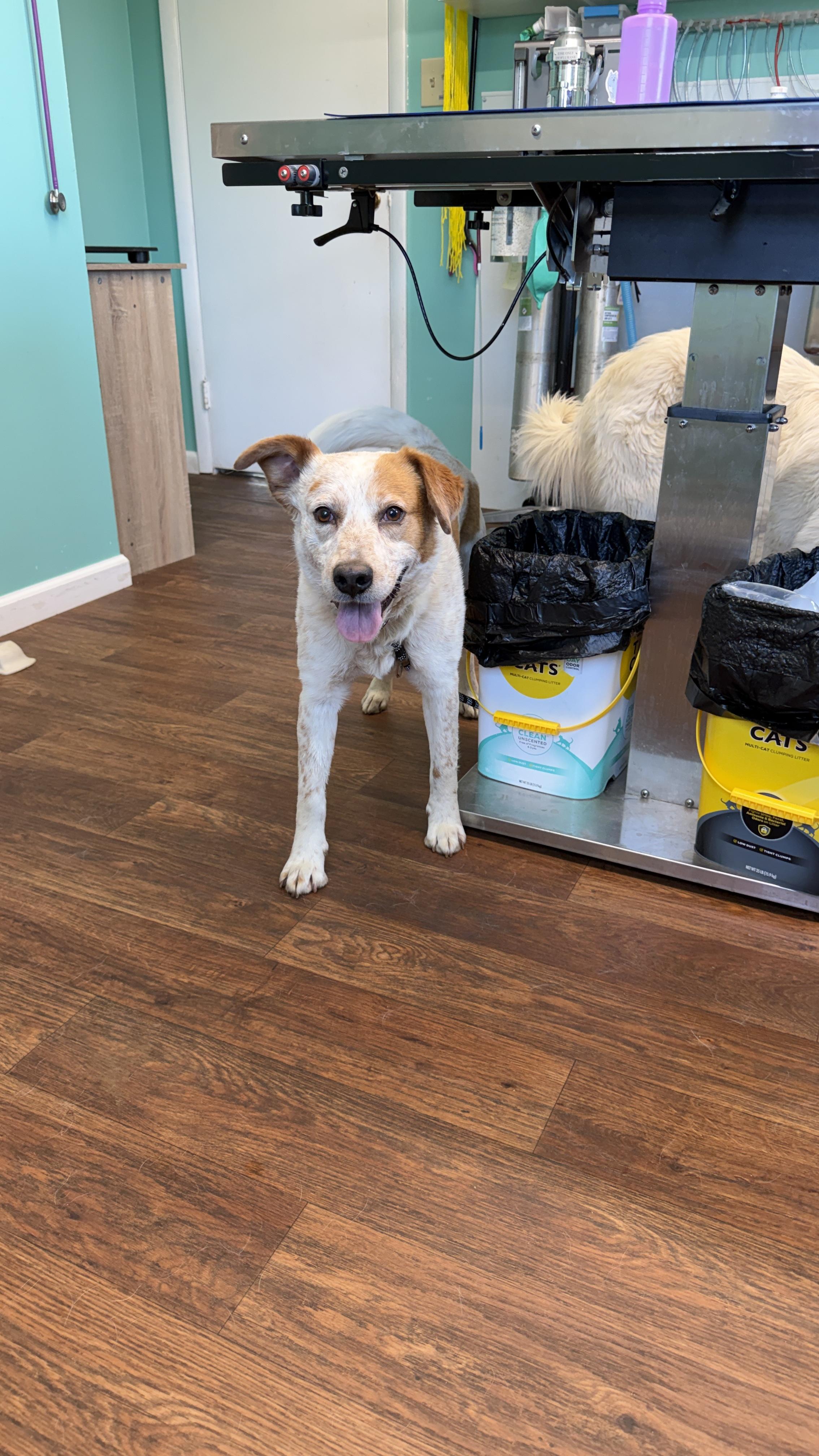 Tom Sawyer, a ADOPTABLE mixed breed in Alliance, OH image 3/3