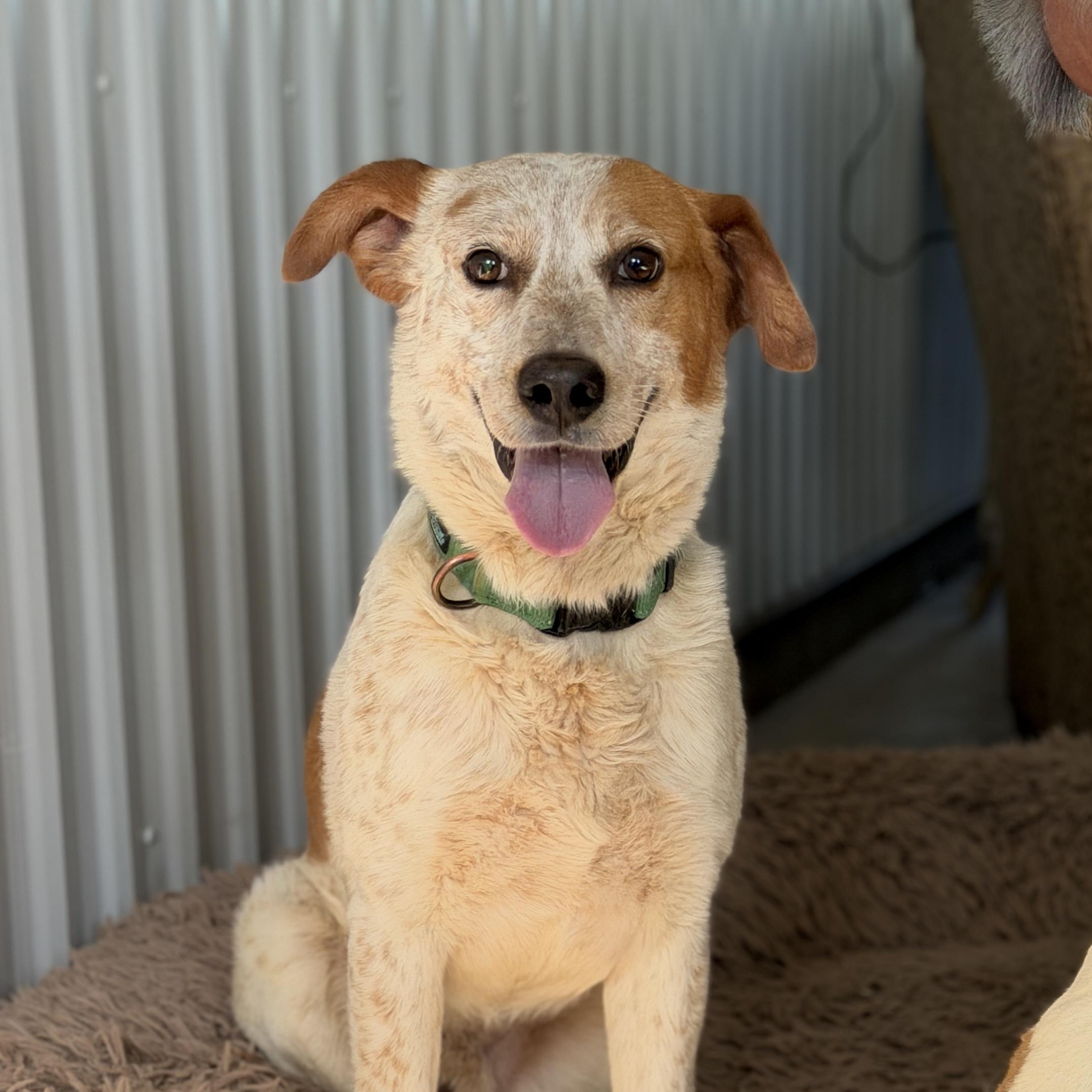 Tom Sawyer, a ADOPTABLE mixed breed in Alliance, OH image 1/3