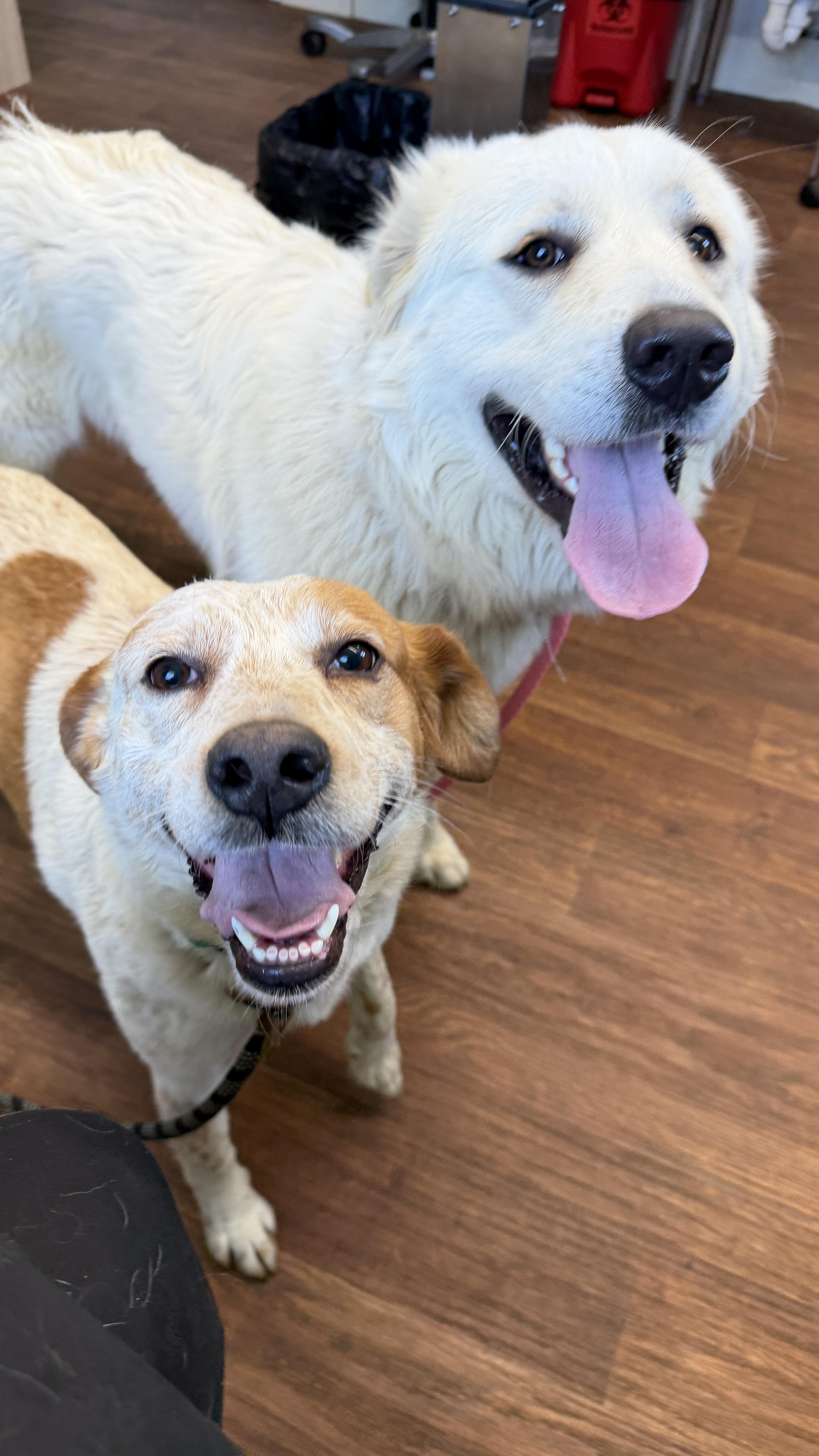 Tom Sawyer, a ADOPTABLE mixed breed in Alliance, OH image 2/3
