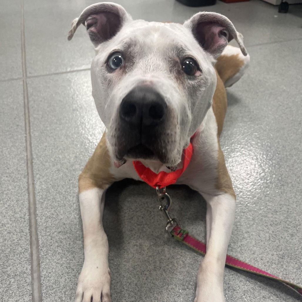 Enlarge Arnie, a Adoptable Mixed Breed in New Castle, DE image 1/2