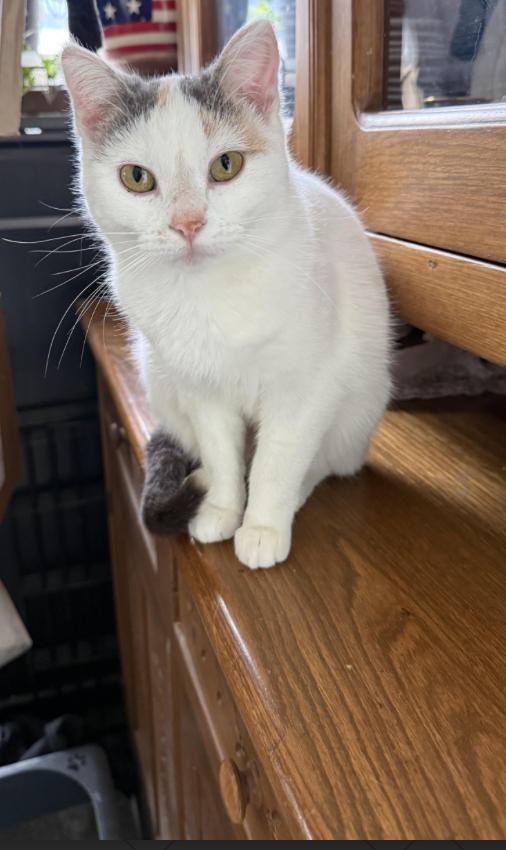 Gracie ⭐️1/2 Off Adoption Fee, Adoptable, Adult Female Dilute Calico & Tabby.
