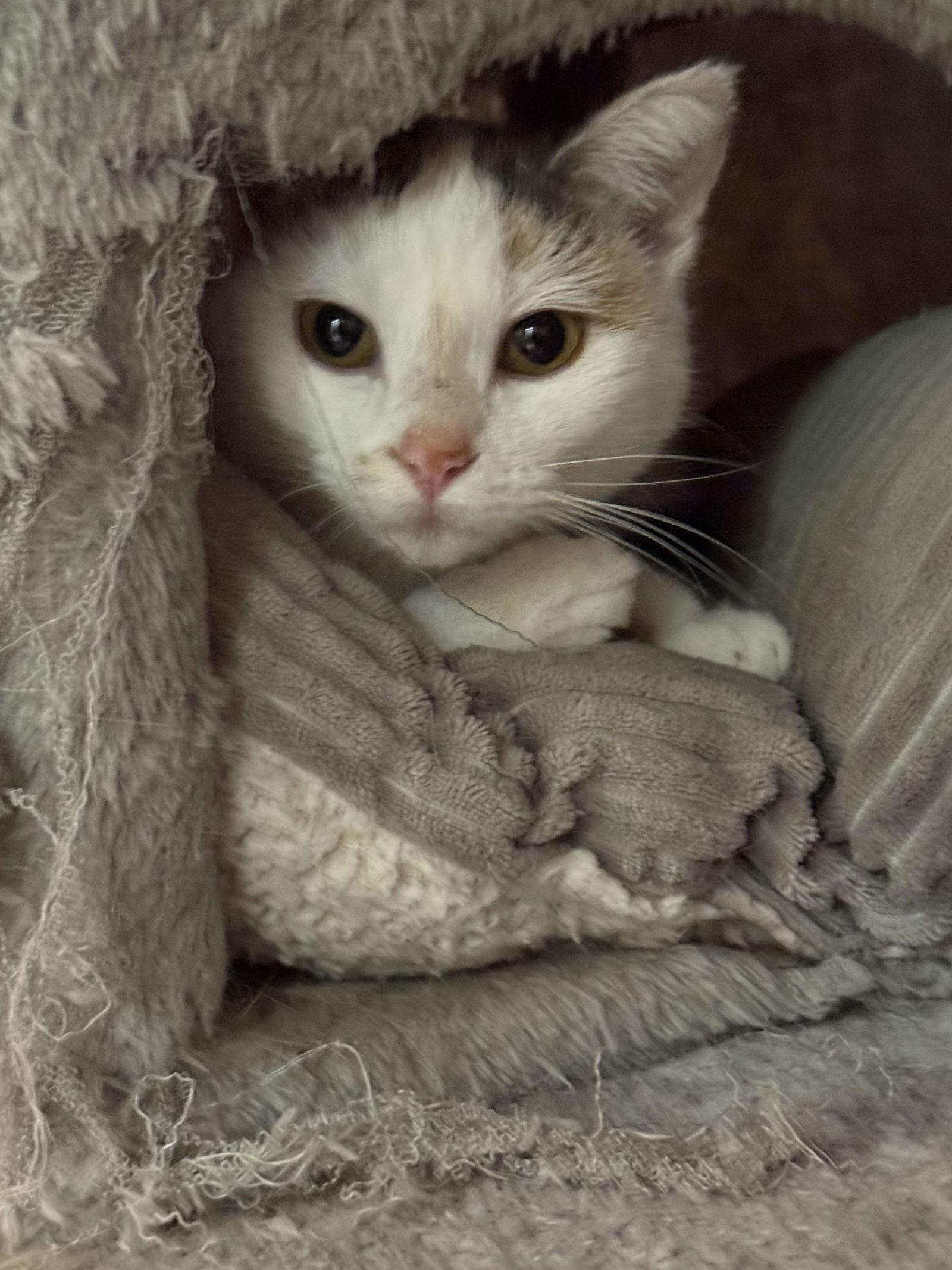Enlarge Gracie, a Adoptable mixed breed in Mankato, MN image 3/3