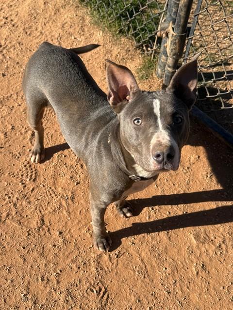 Enlarge TACOMA, a Adoptable mixed breed in York, SC image 1/1