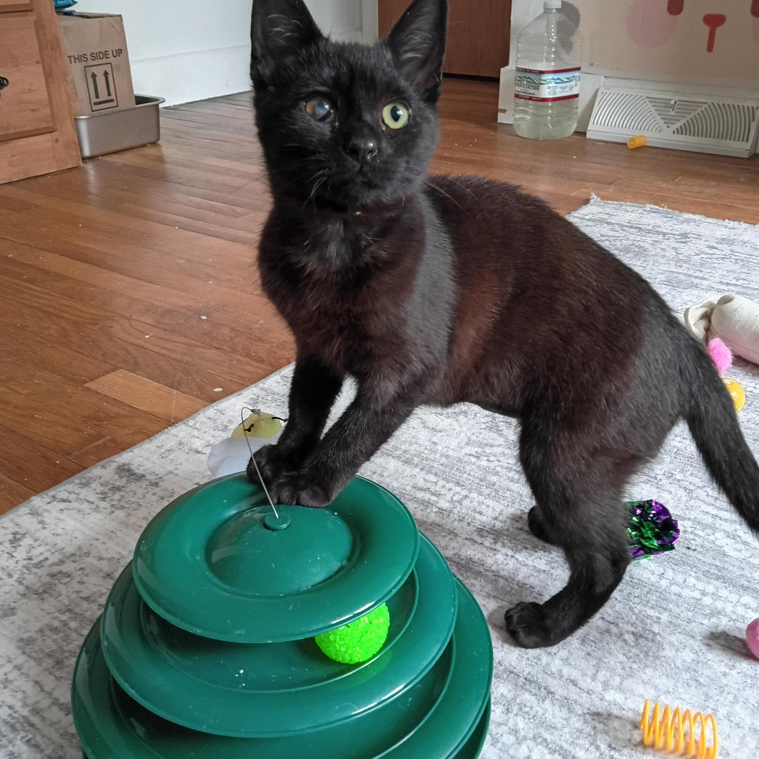 Enlarge Terra, a ADOPTABLE Domestic Short Hair in Sewell, NJ image 3/5