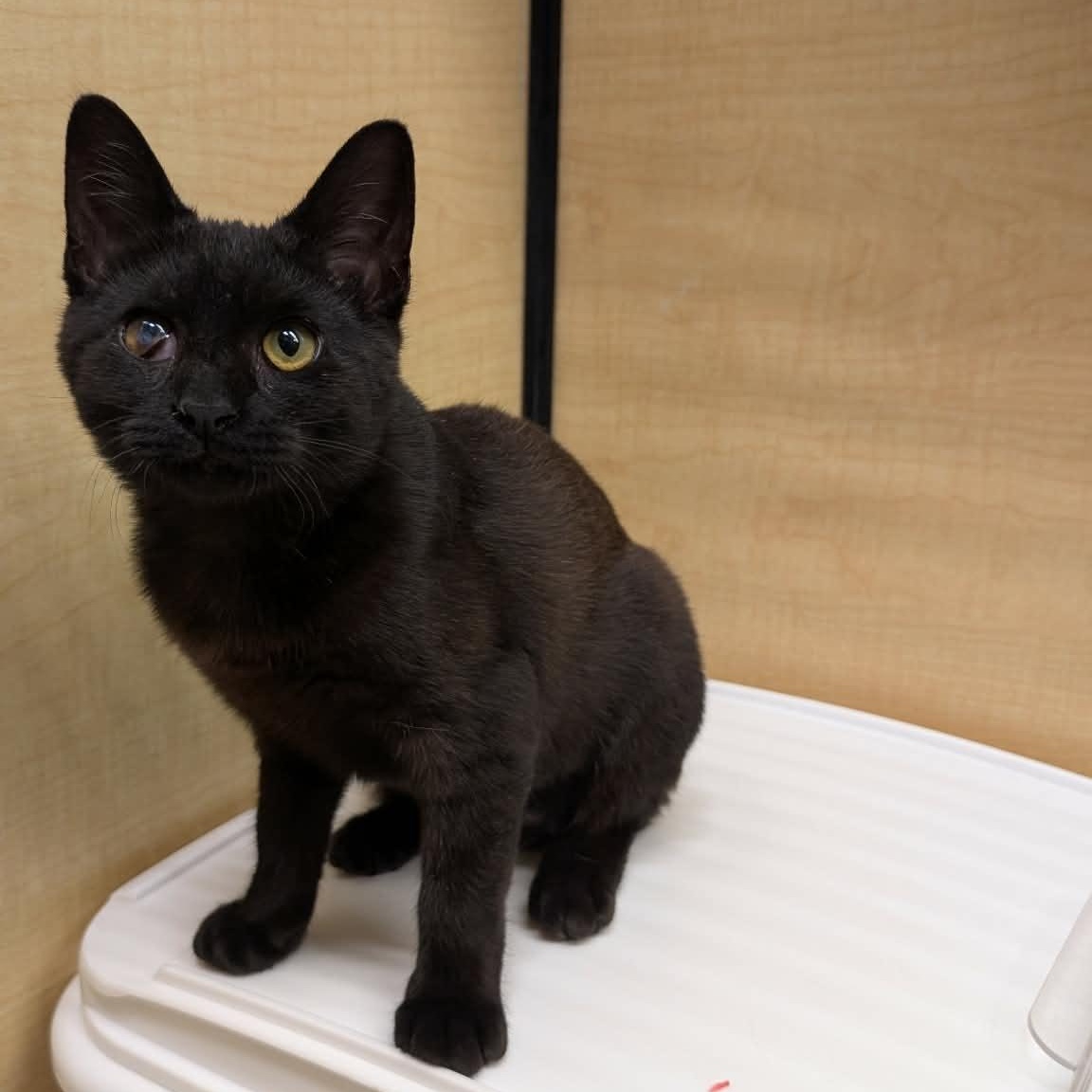 Enlarge Terra, a ADOPTABLE Domestic Short Hair in Sewell, NJ image 5/5