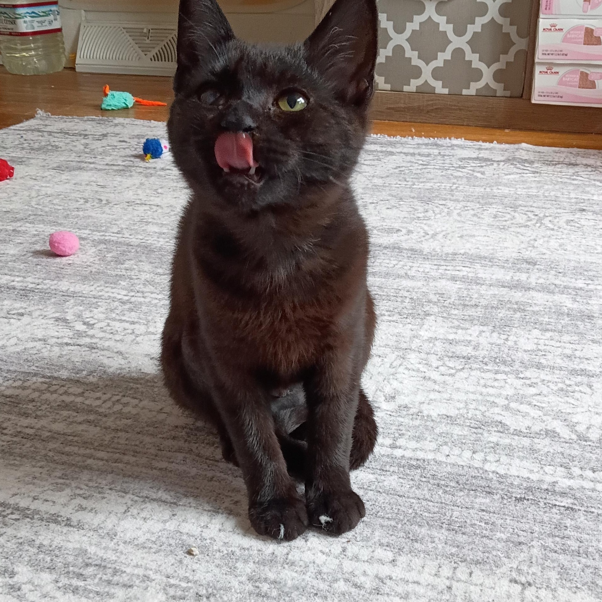 Enlarge Terra, a ADOPTABLE Domestic Short Hair in Sewell, NJ image 4/5