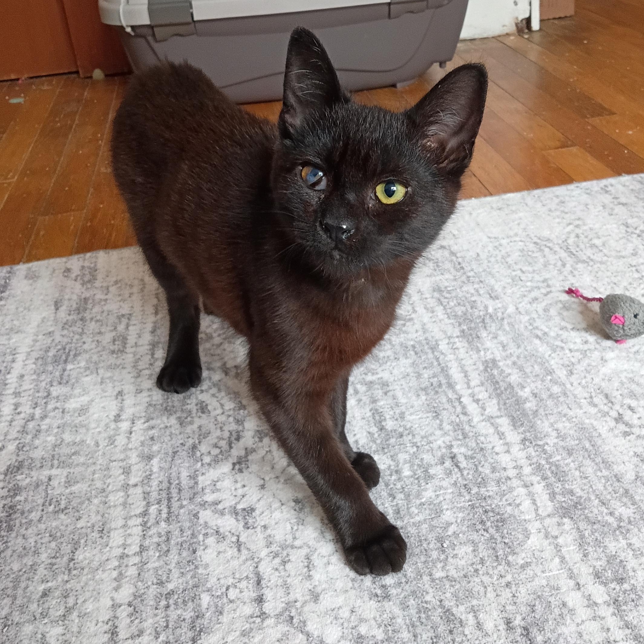 Enlarge Terra, a ADOPTABLE Domestic Short Hair in Sewell, NJ image 1/5