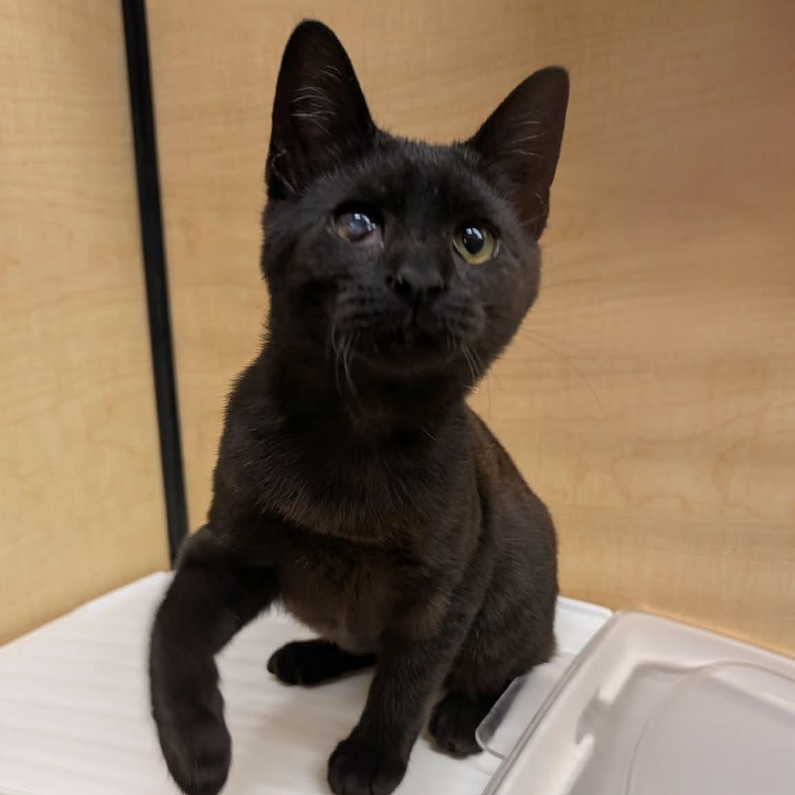 Enlarge Terra, a ADOPTABLE Domestic Short Hair in Sewell, NJ image 2/5