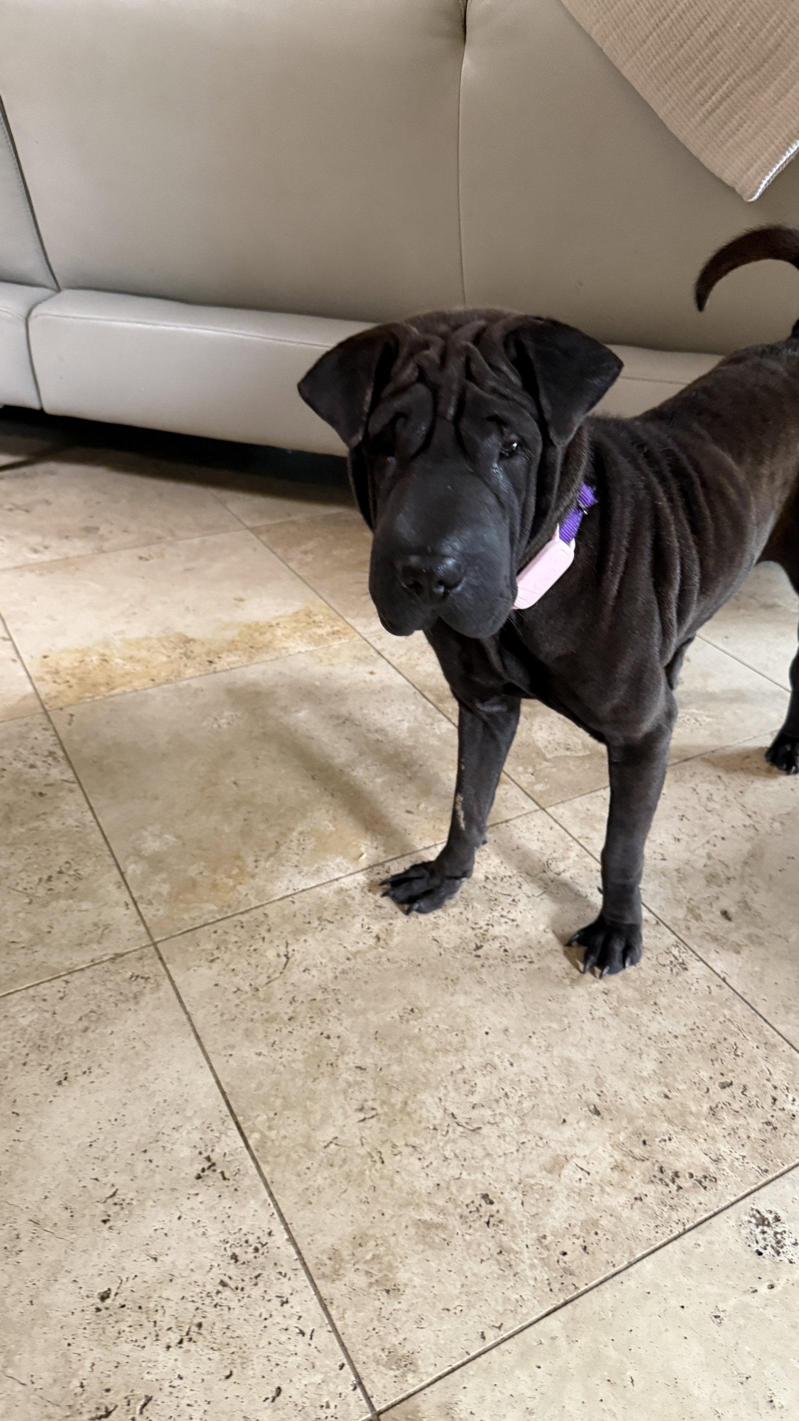 Enlarge Pickles, a Adoptable Shar-Pei in Tucson, AZ image 1/3