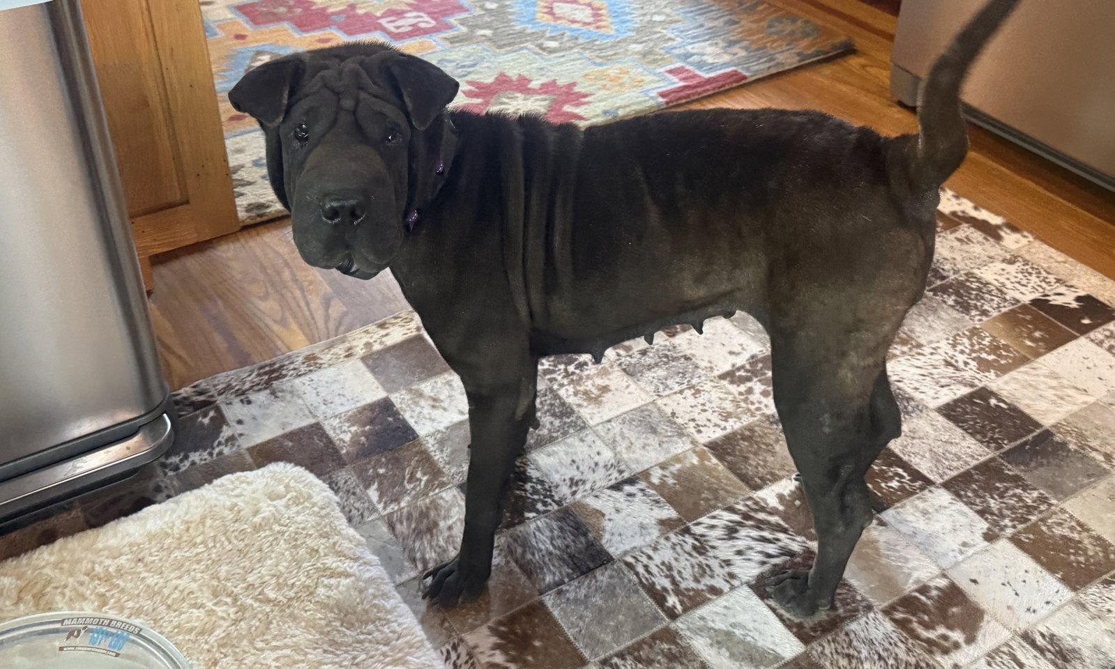 Enlarge Pickles, a Adoptable Shar-Pei in Tucson, AZ image 2/3