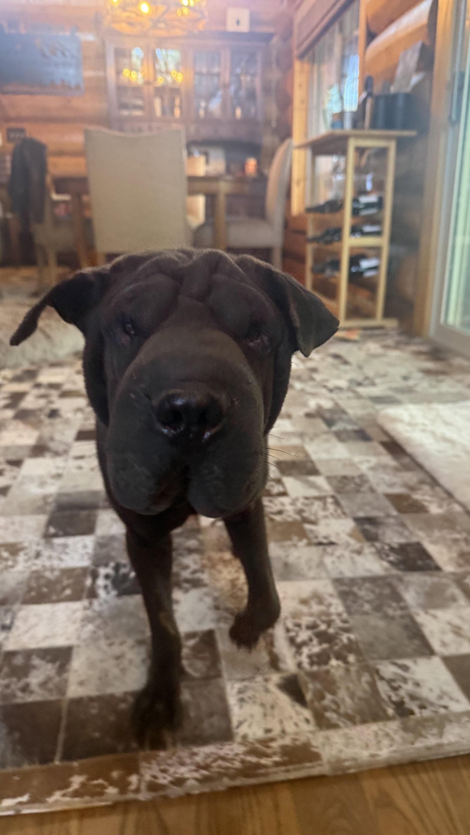 Enlarge Pickles, a Adoptable Shar-Pei in Tucson, AZ image 3/3