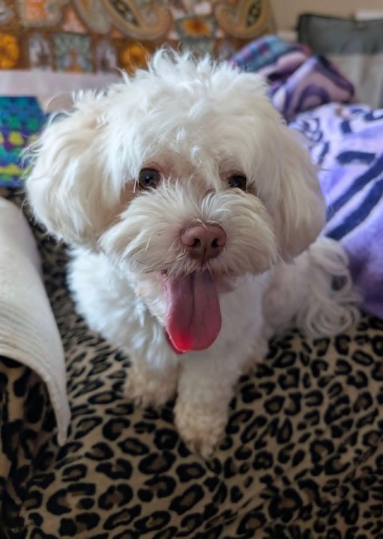 Charley, an adopted mixed breed in Celina, OH image 2/4