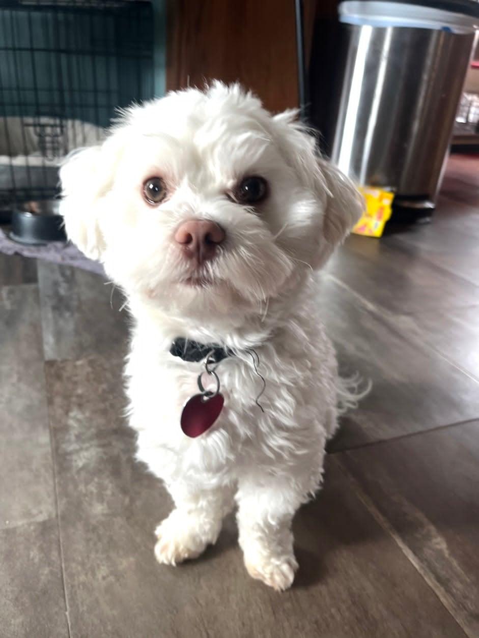 Charley, an adopted mixed breed in Celina, OH image 1/4
