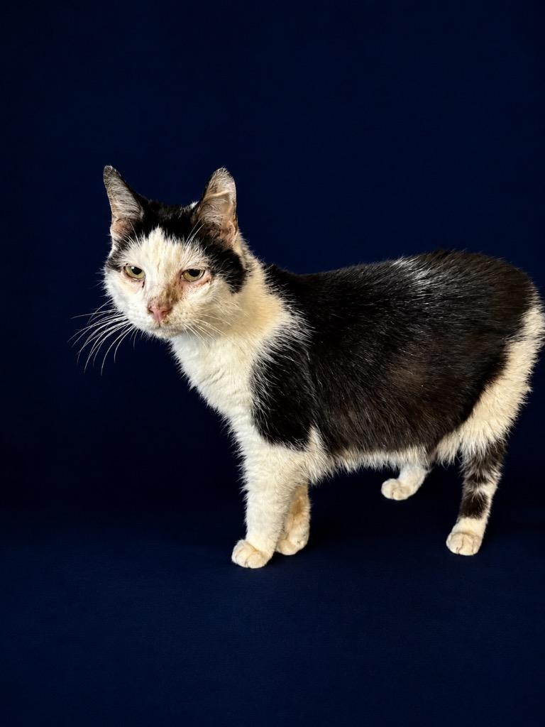 Baby Boy, Adoptable, Adult Male Domestic Short Hair.