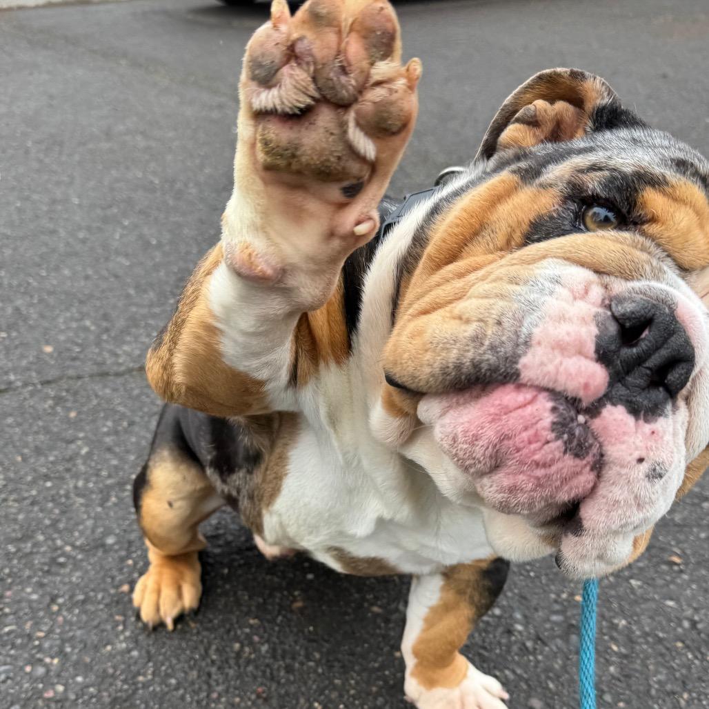 Mickey, Adoptable, Adult Male English Bulldog.