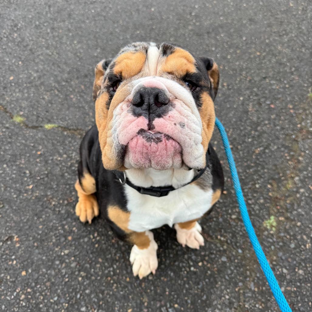 Enlarge Mickey, a Adoptable English Bulldog in Newberg, OR image 2/6